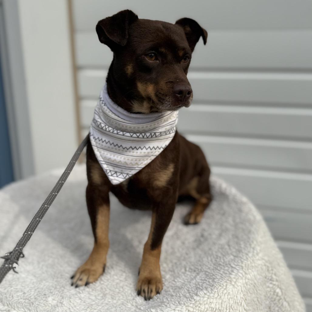 Alden, Adoptable, Adult Male Chihuahua.