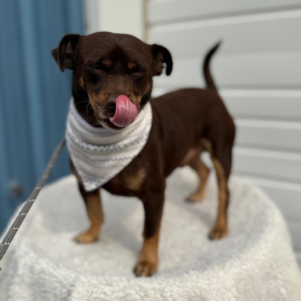 Enlarge Alden, a Adoptable Chihuahua in Newberg, OR image 2/6