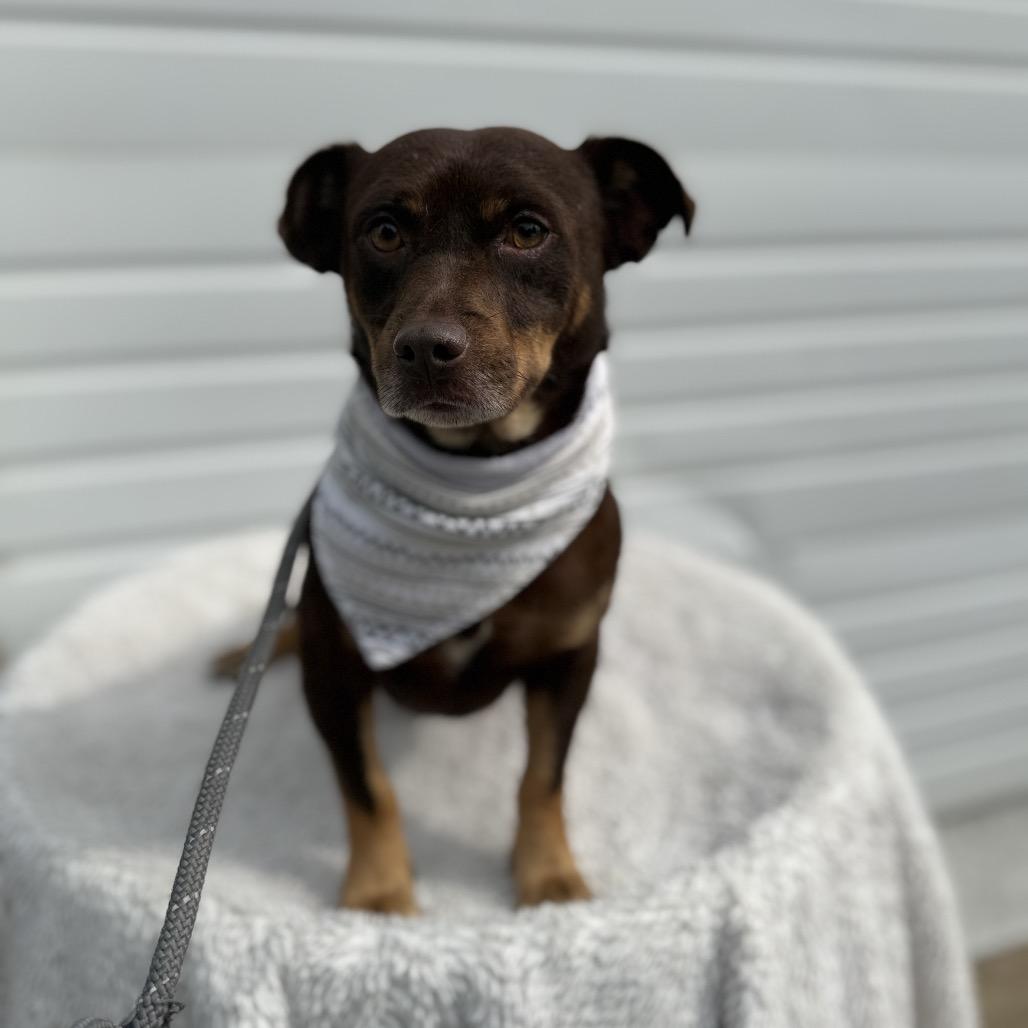 Enlarge Alden, a Adoptable Chihuahua in Newberg, OR image 3/6