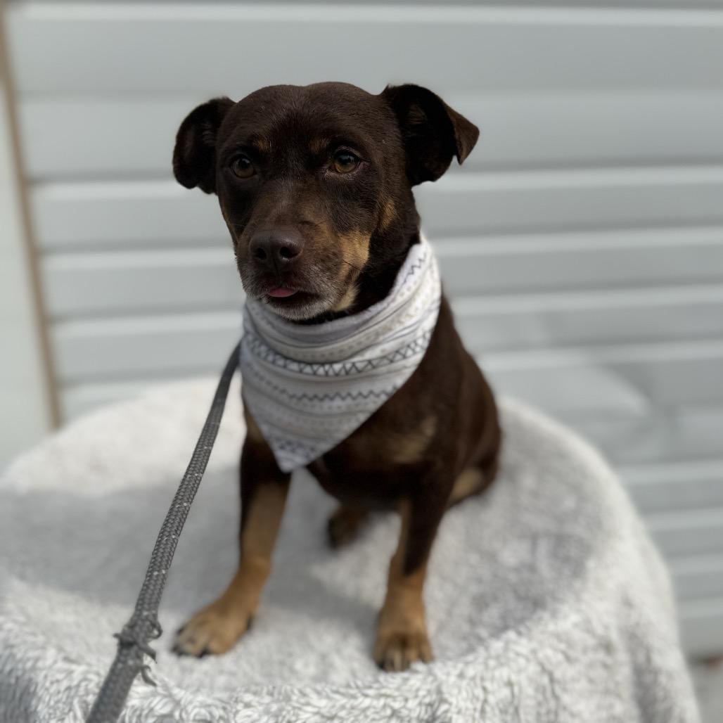 Enlarge Alden, a Adoptable Chihuahua in Newberg, OR image 4/6