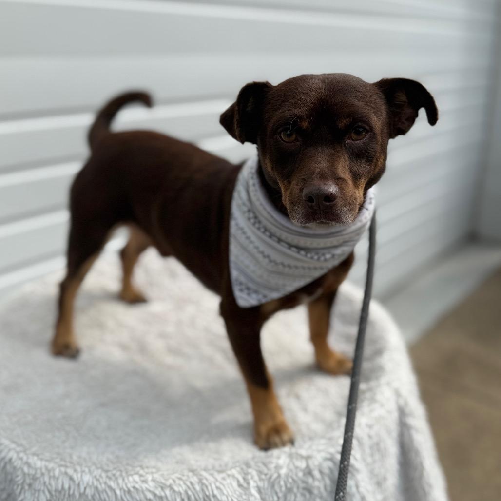 Enlarge Alden, a Adoptable Chihuahua in Newberg, OR image 5/6
