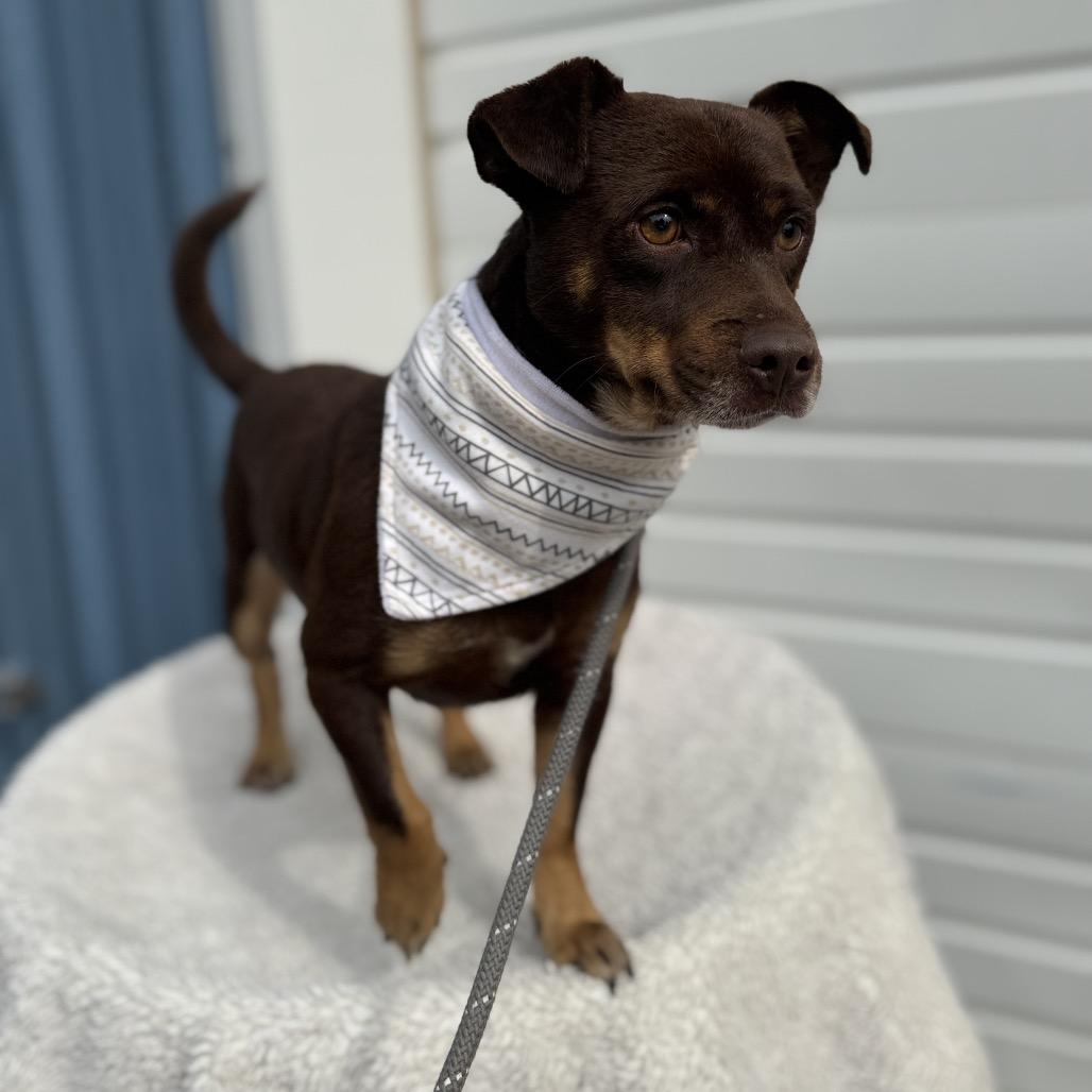Enlarge Alden, a Adoptable Chihuahua in Newberg, OR image 6/6