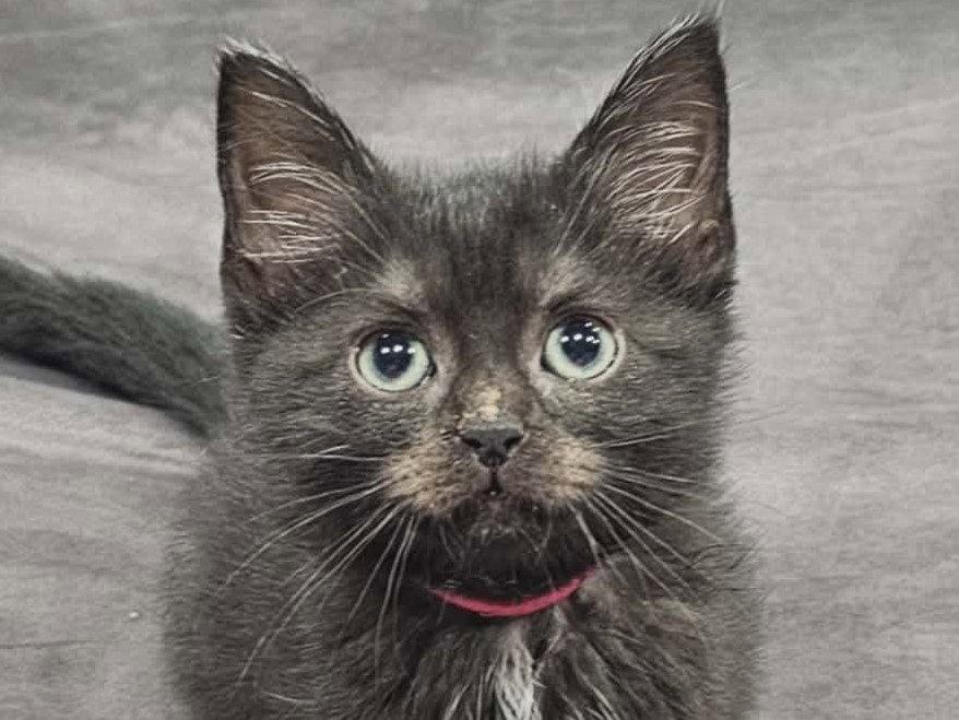 Soot - MEET ME @ PETCO 7/11!, Adoptable, Kitten Female Domestic Medium Hair.