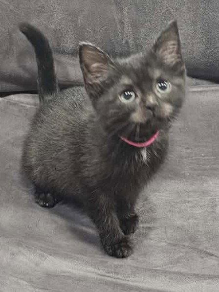 Enlarge Soot - MEET ME @ PETCO 7/11!, a Adoptable Domestic Medium Hair in Cookeville, TN image 2/3