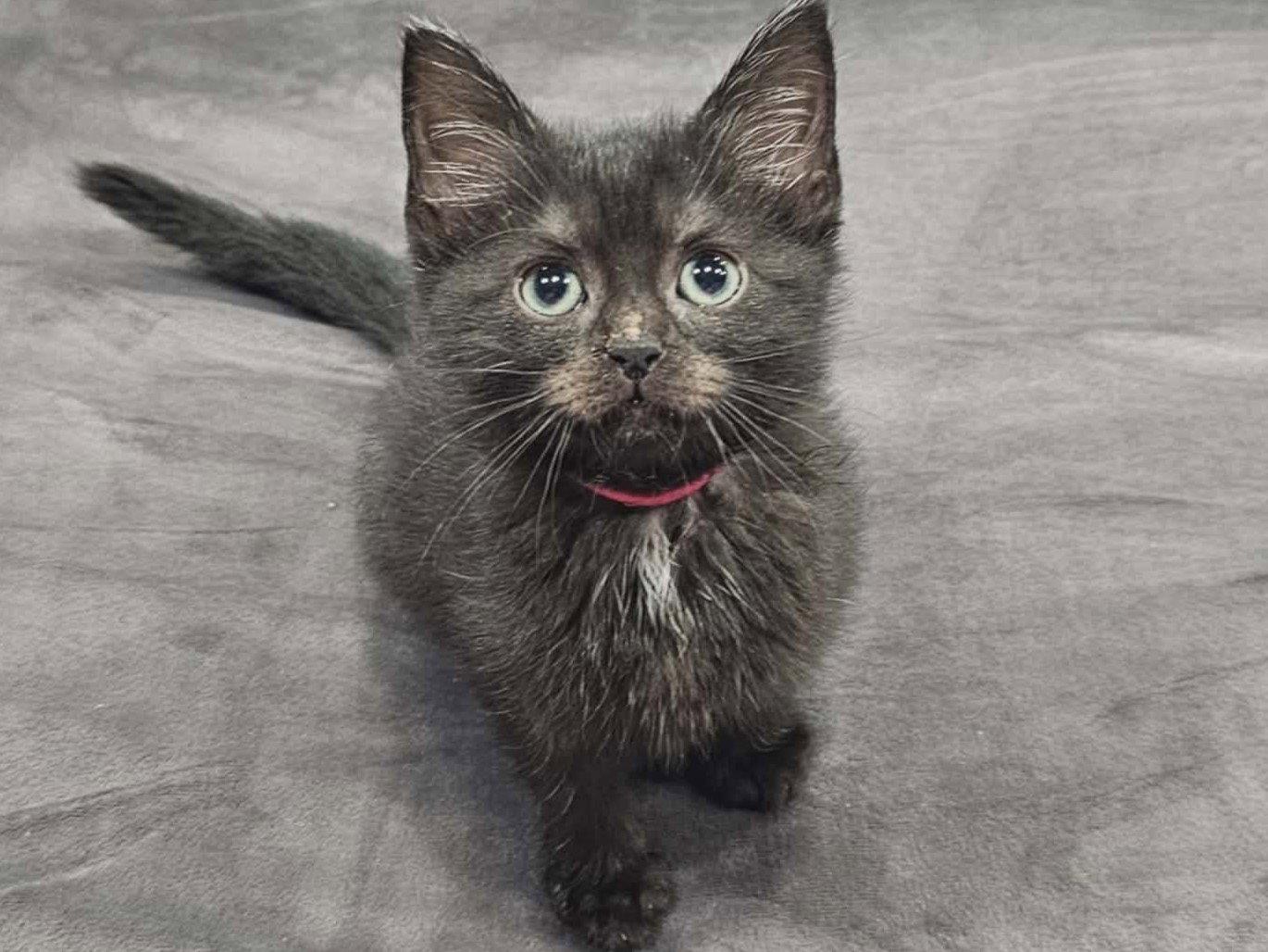 Enlarge Soot - MEET ME @ PETCO 7/11!, a Adoptable Domestic Medium Hair in Cookeville, TN image 3/3