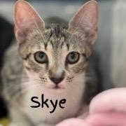 Skye - A26-???, Adoptable, Young Female Domestic Short Hair.