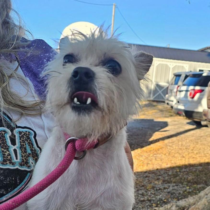 Enlarge TNGC-Stray-1395, a Adoptable Mixed Breed in Pulaski, TN image 1/1