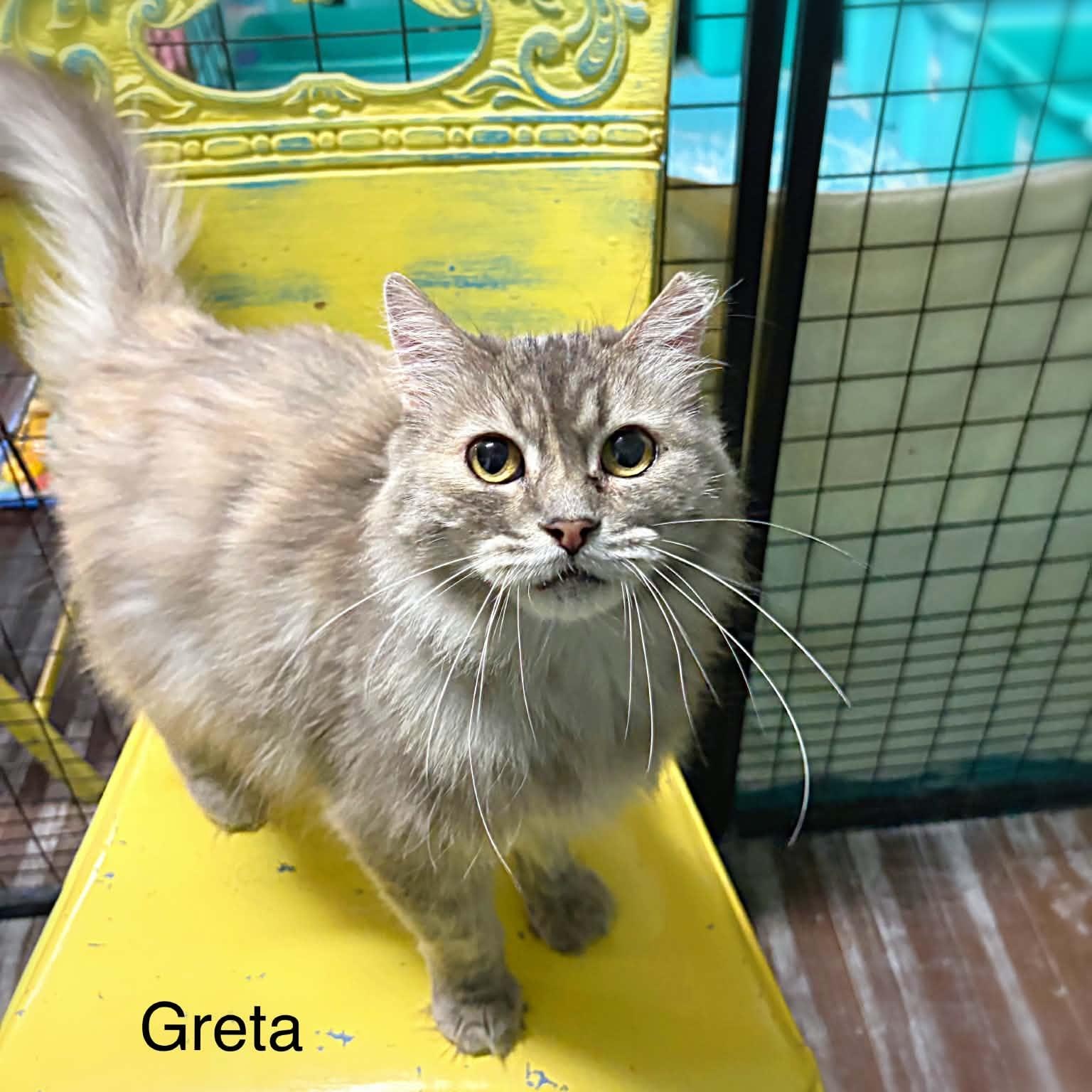 Greta, Adopted, Adult Female Domestic Long Hair.