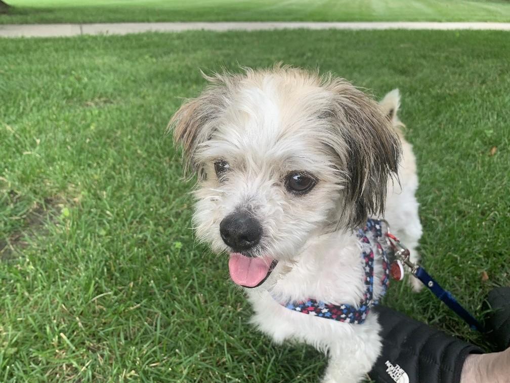 Enlarge GIZMO, a ADOPTABLE mixed breed in Eden Prairie, MN image 2/3