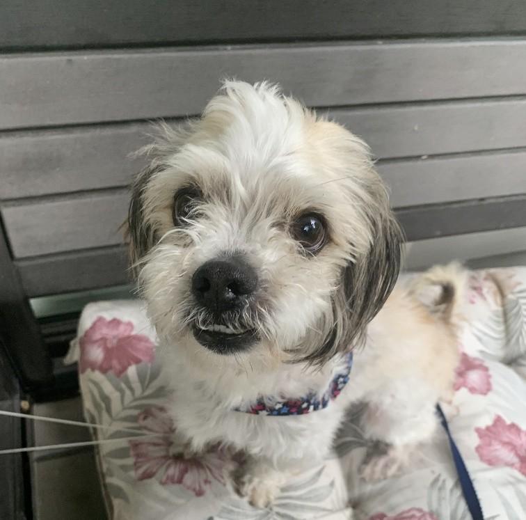 GIZMO, ADOPTABLE, Adult Male Shih Tzu & Maltese.