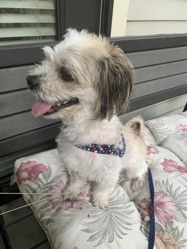 Enlarge GIZMO, a ADOPTABLE mixed breed in Eden Prairie, MN image 3/3