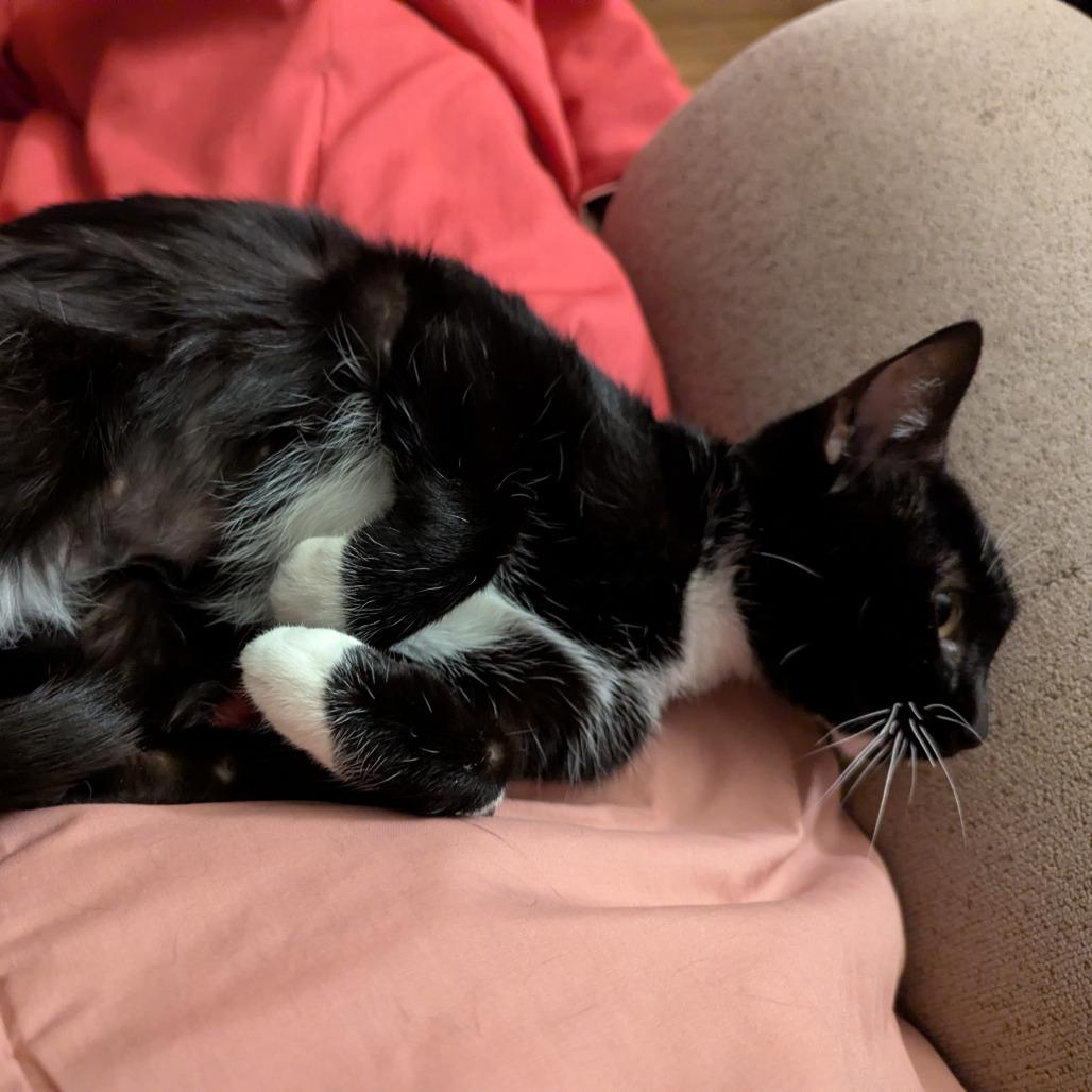 Enlarge Hugs, a Adoptable Domestic Short Hair in Boulder, CO image 1/6