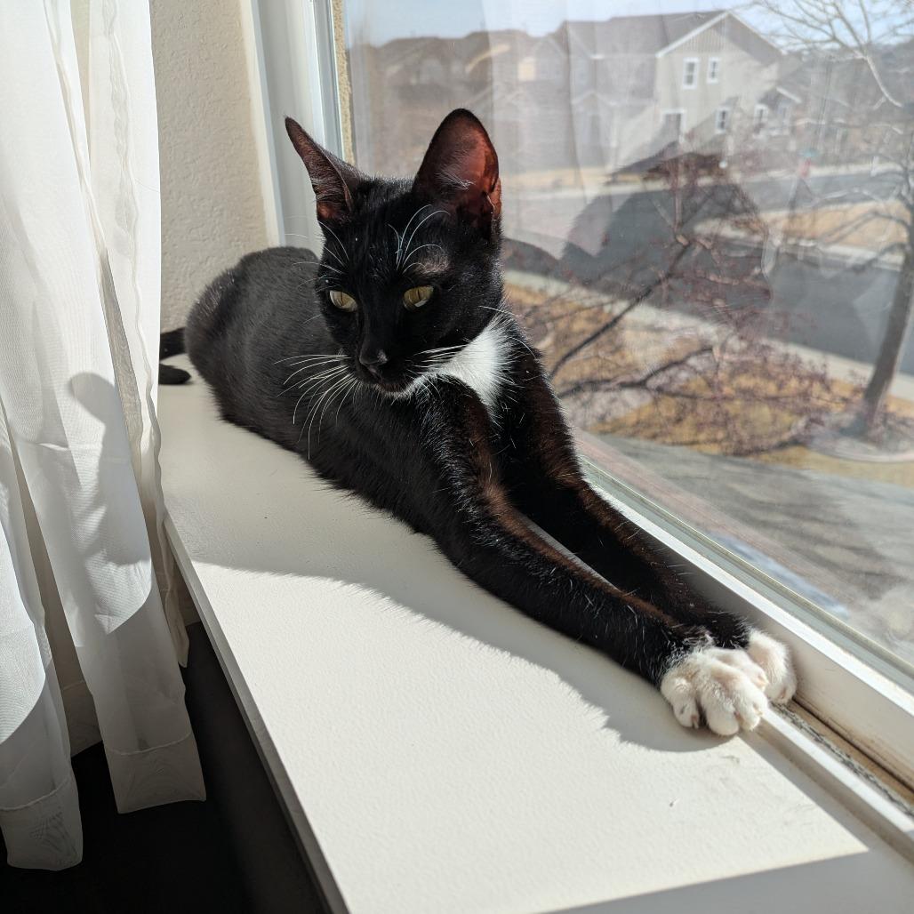 Enlarge Hugs, a Adoptable Domestic Short Hair in Boulder, CO image 2/6