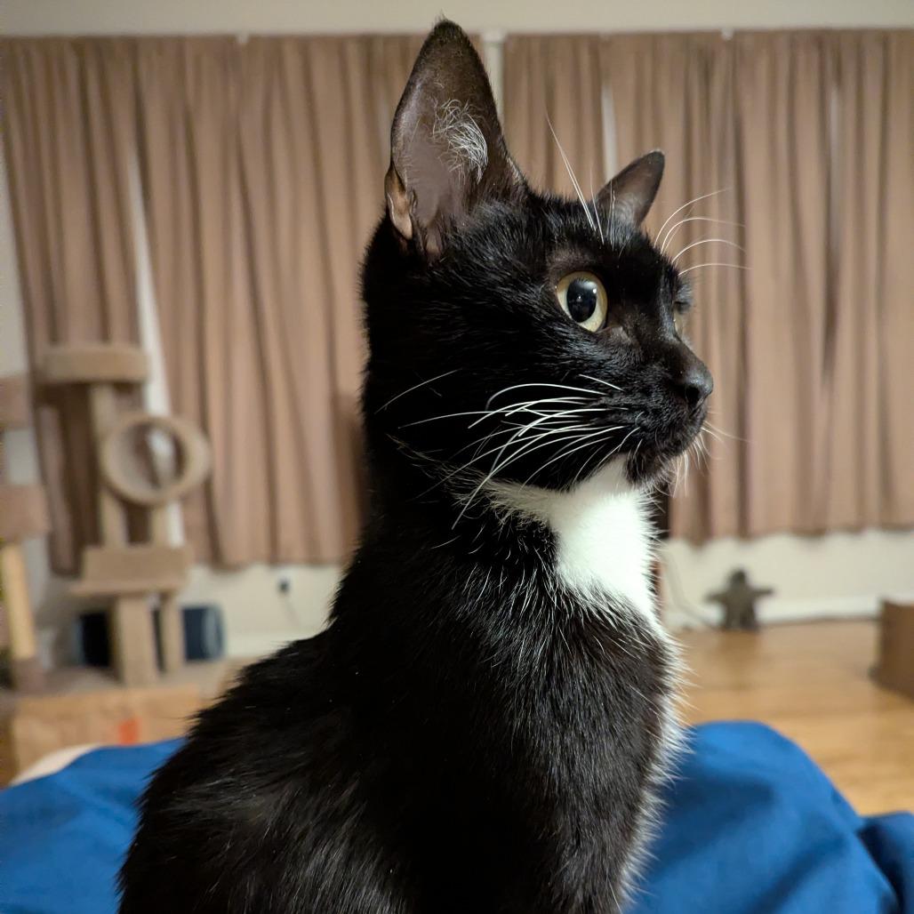 Enlarge Hugs, a Adoptable Domestic Short Hair in Boulder, CO image 3/6