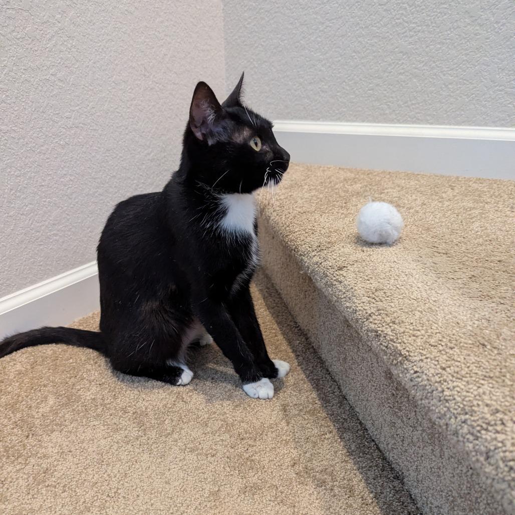 Enlarge Hugs, a Adoptable Domestic Short Hair in Boulder, CO image 4/6