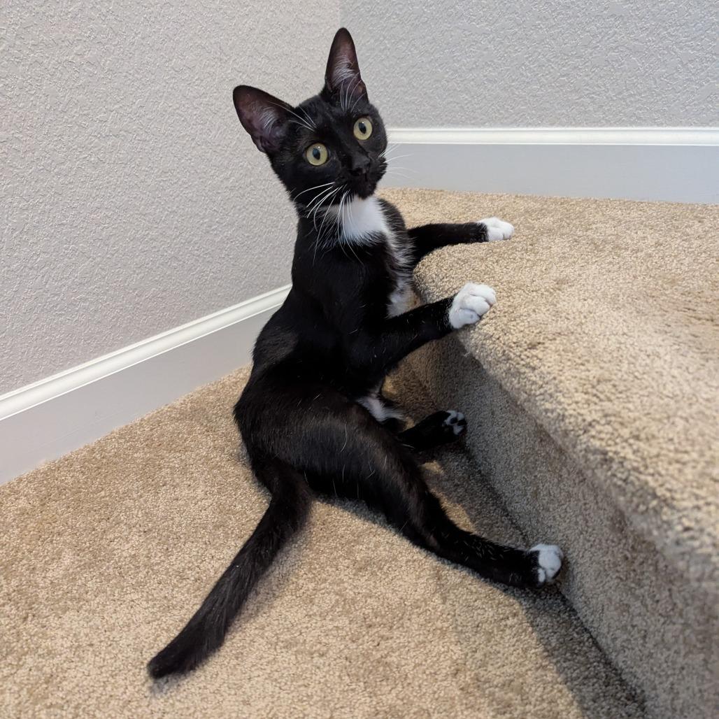 Enlarge Hugs, a Adoptable Domestic Short Hair in Boulder, CO image 5/6