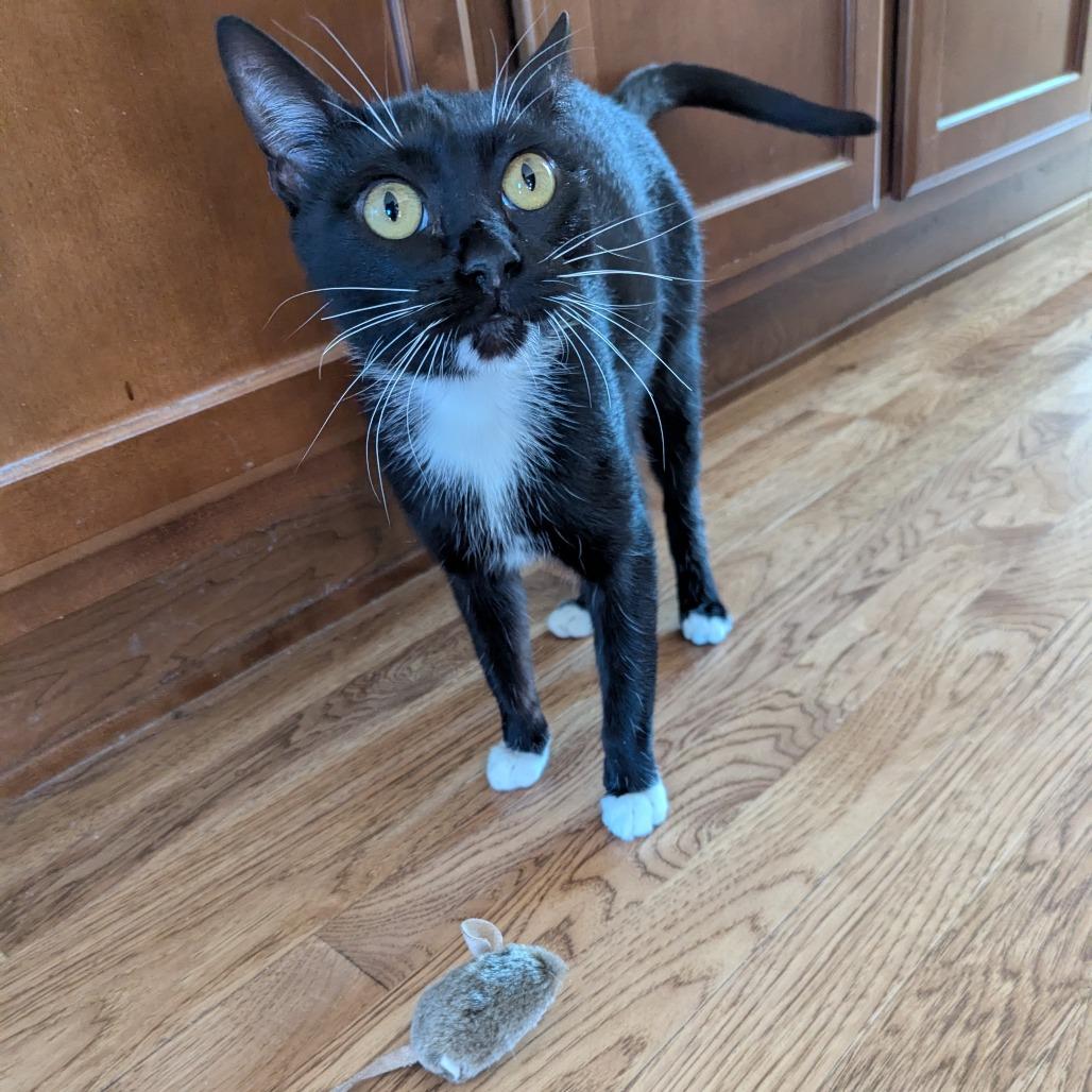 Enlarge Hugs, a Adoptable Domestic Short Hair in Boulder, CO image 6/6