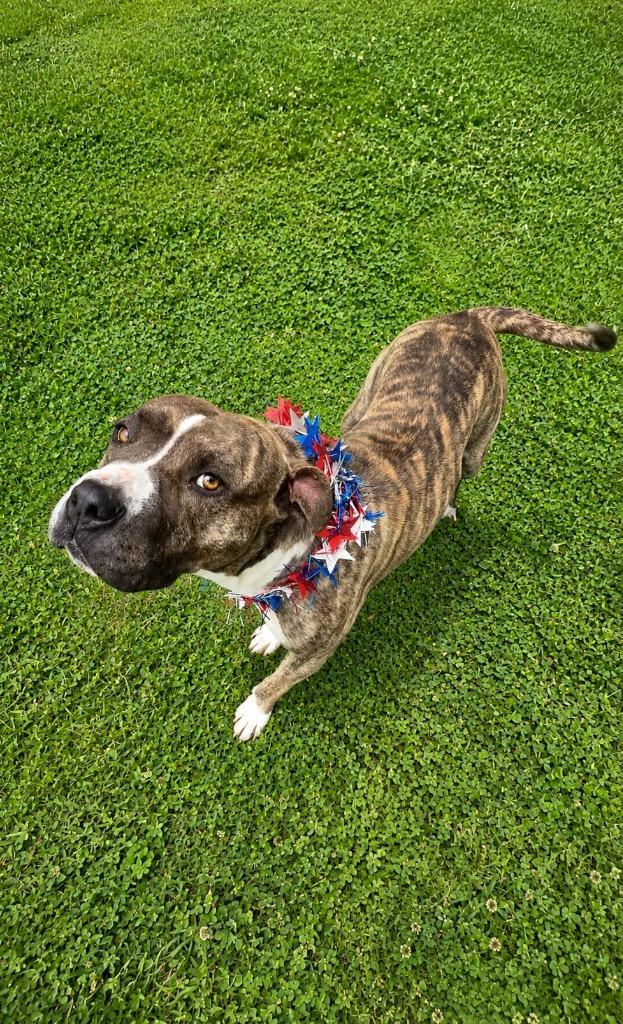 Spud, a Adoptable mixed breed in Chickamauga , GA image 1/6