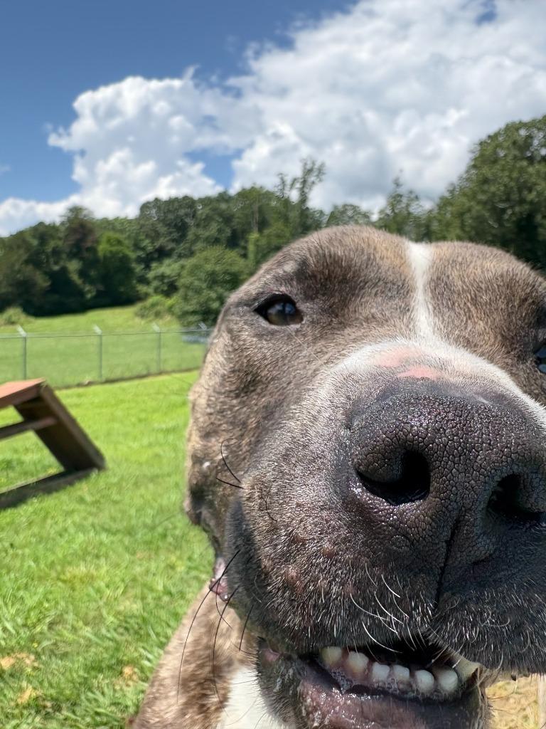 Spud, a Adoptable mixed breed in Chickamauga , GA image 2/6