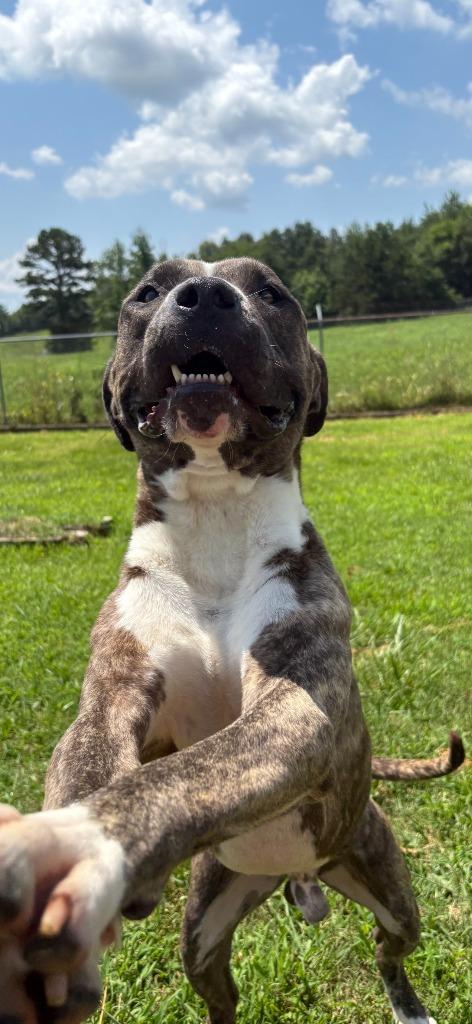 Spud, a Adoptable mixed breed in Chickamauga , GA image 3/6