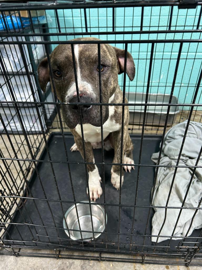 Spud, a Adoptable mixed breed in Chickamauga , GA image 4/6