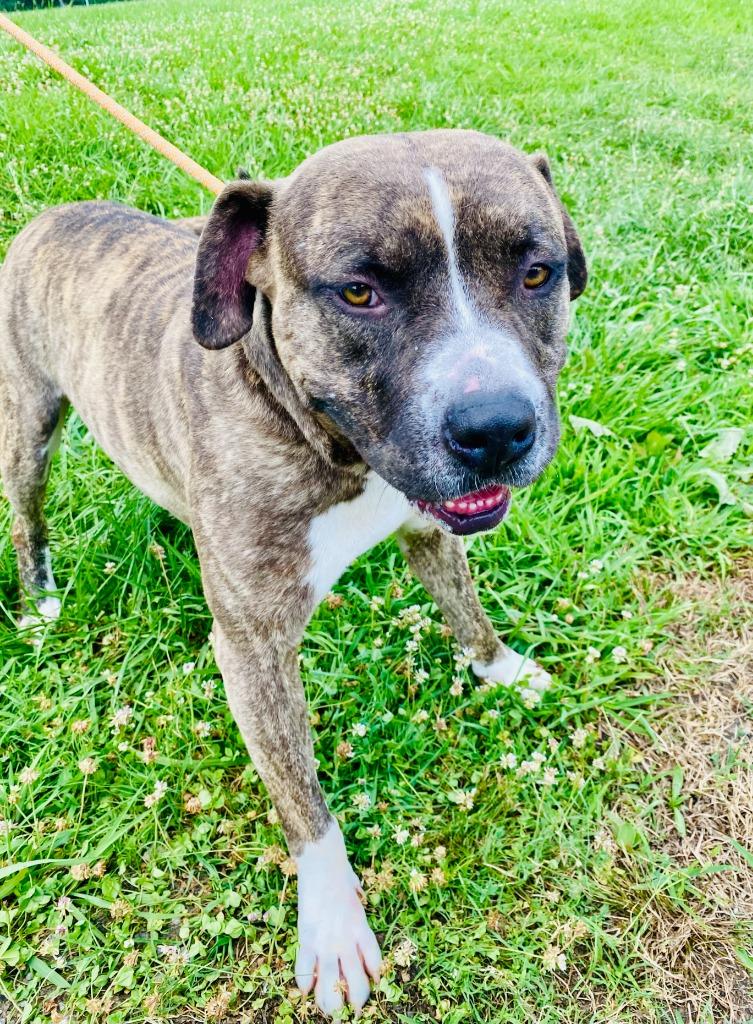 Spud, a Adoptable mixed breed in Chickamauga , GA image 5/6
