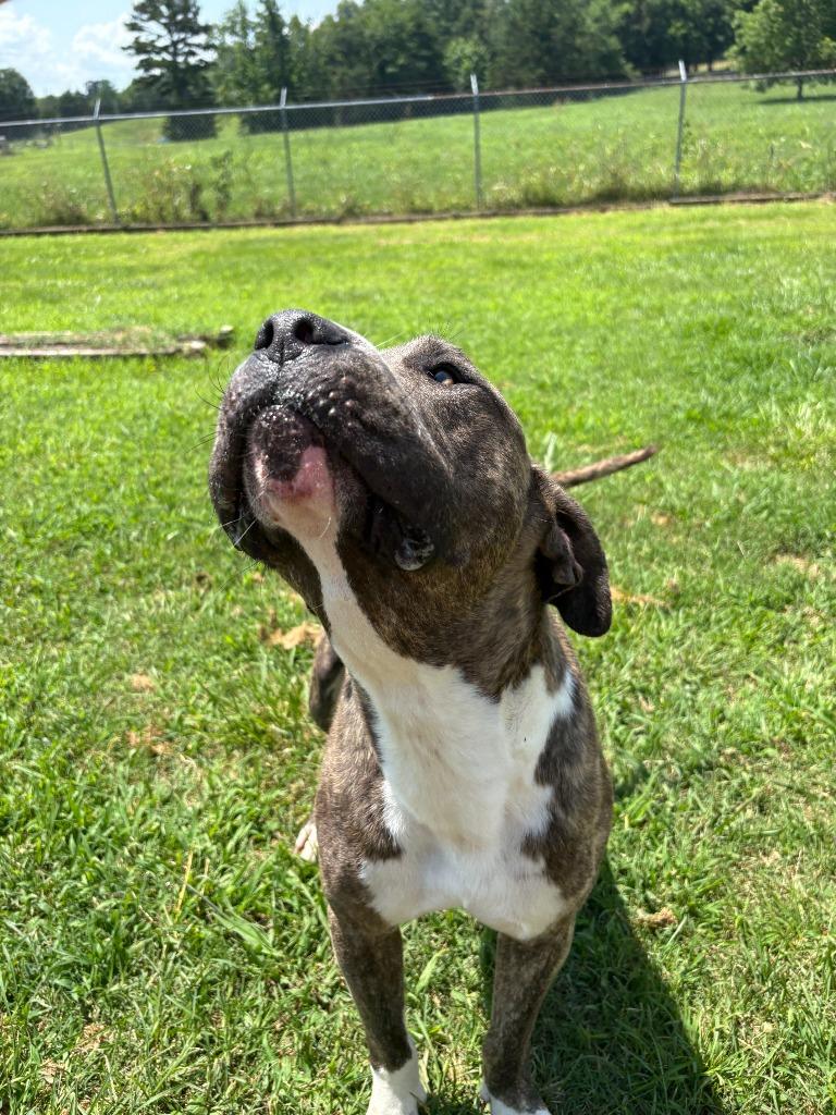 Spud, a Adoptable mixed breed in Chickamauga , GA image 6/6