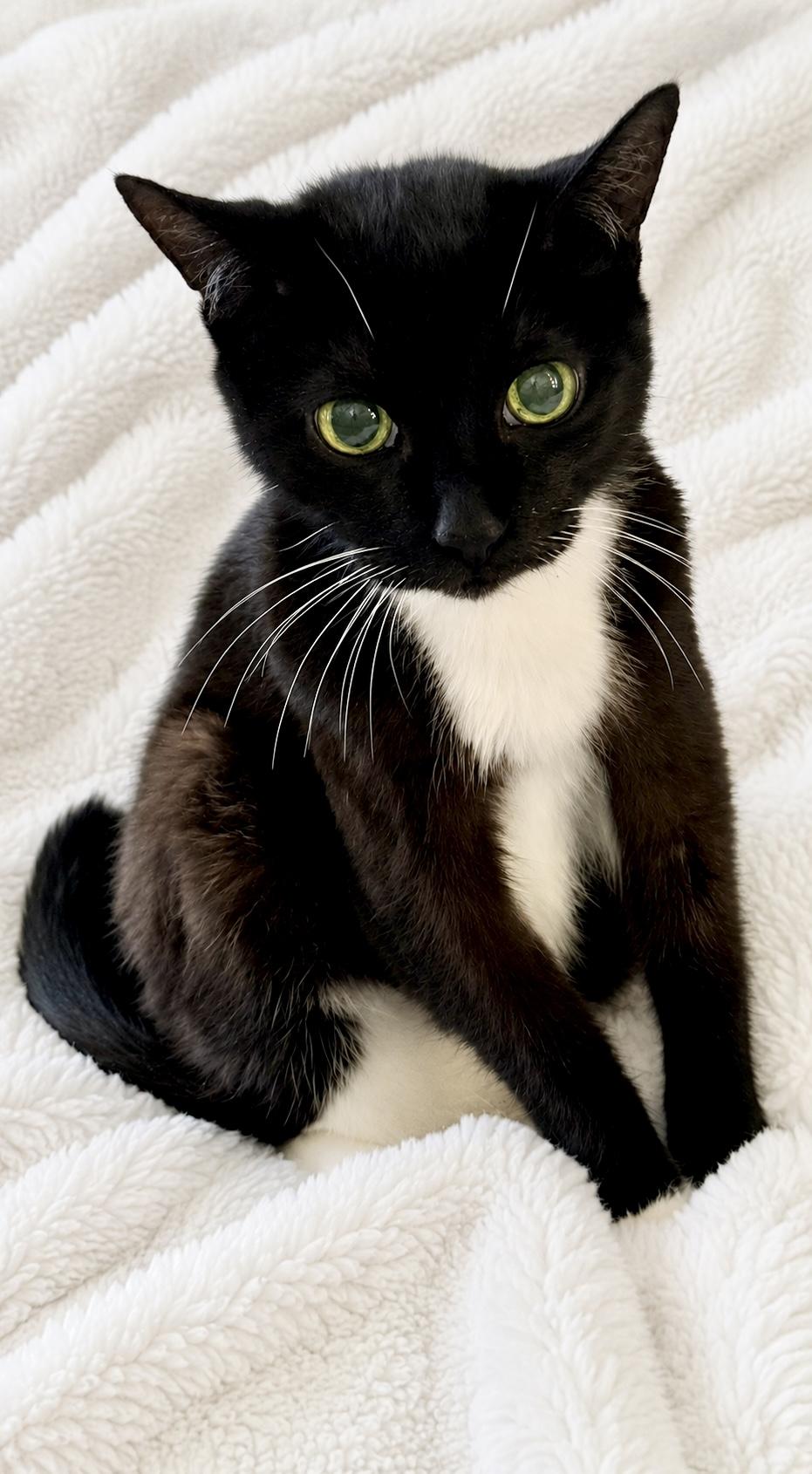 Enlarge Crystal, a ADOPTABLE Tuxedo in Copley, OH image 1/1