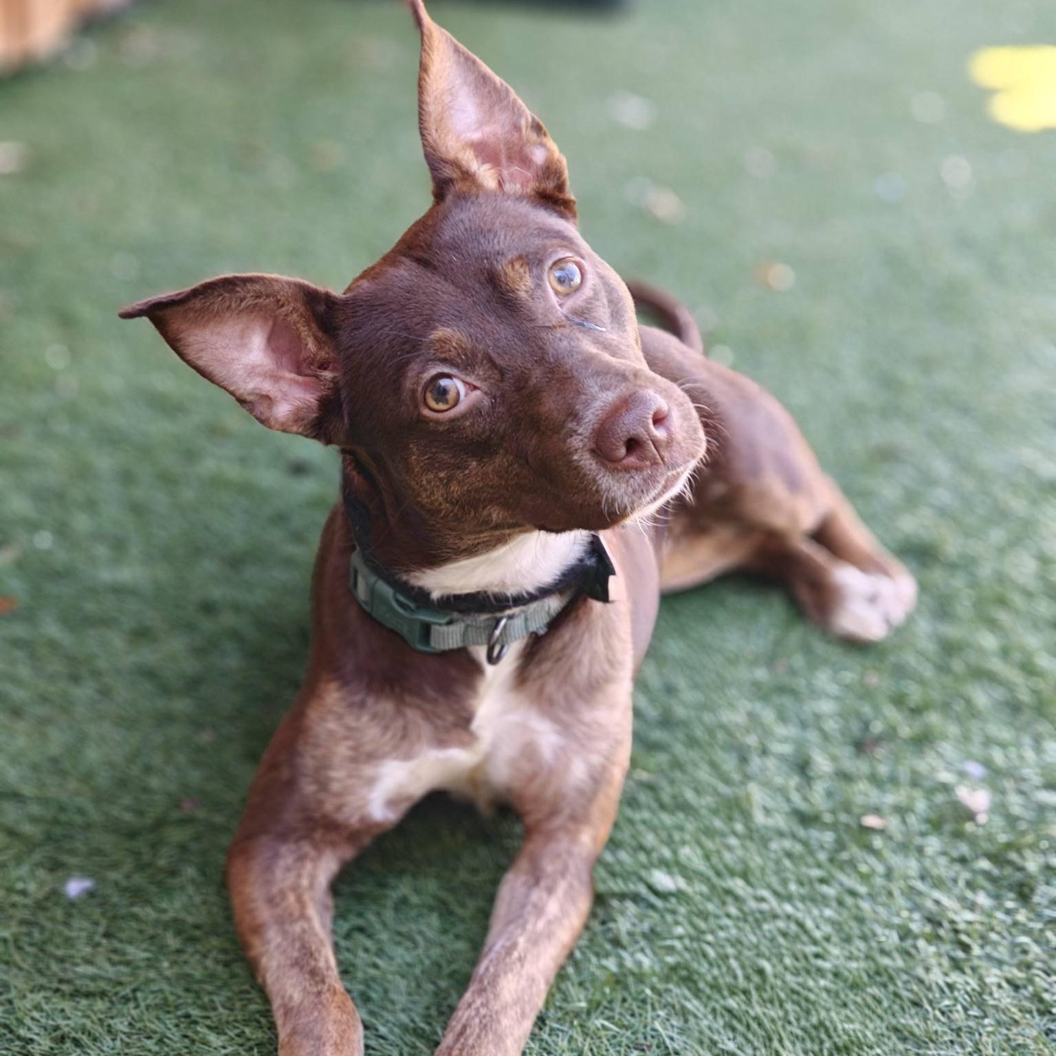 Enlarge Mavis, an adopted mixed breed in Palm Harbor, FL image 1/2