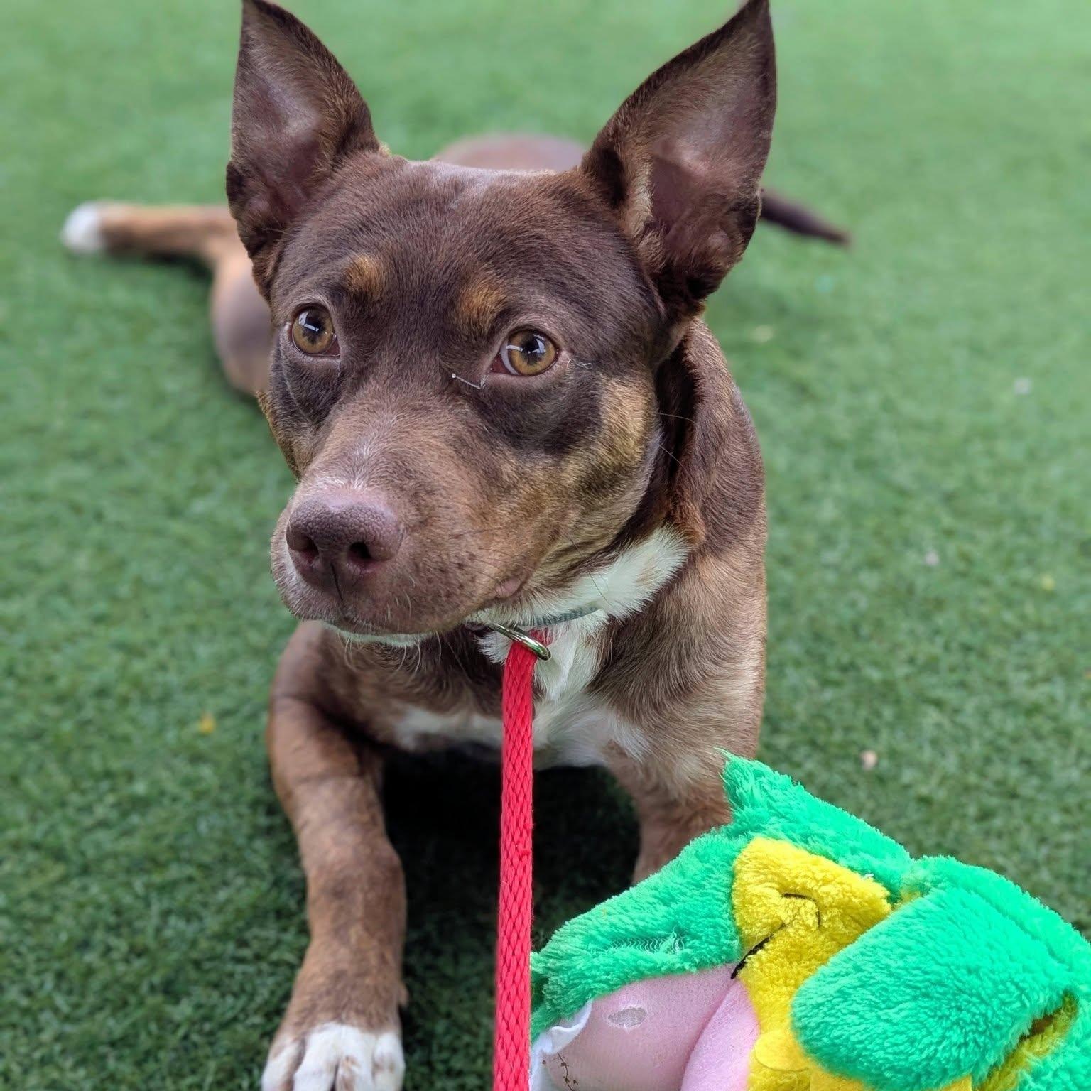 Enlarge Mavis, an adopted mixed breed in Palm Harbor, FL image 2/2