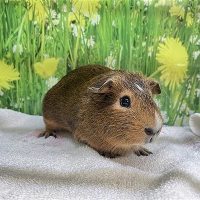 Enlarge Honeybun, a Adoptable Guinea Pig in Pasadena, CA image 1/1