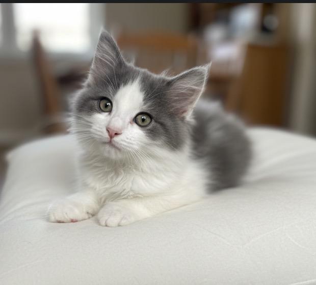 Enlarge Smudge, a Adopted mixed breed in Pittsfield, IL image 1/1