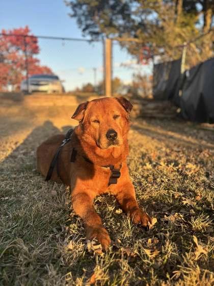 Sir Charles, a Adoptable Mixed Breed in Memphis, TN image 1/3