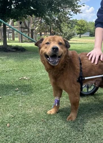 Sir Charles, a Adoptable Mixed Breed in Memphis, TN image 2/3