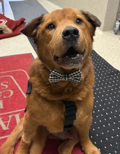 Enlarge Sir Charles, a Adoptable Mixed Breed in Memphis, TN image 2/3