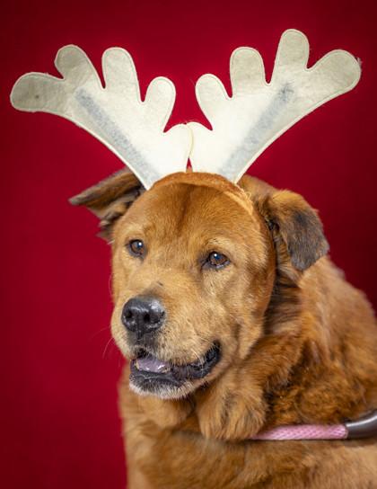 Sir Charles, Adoptable, Senior Male Mixed Breed & Mixed Breed.