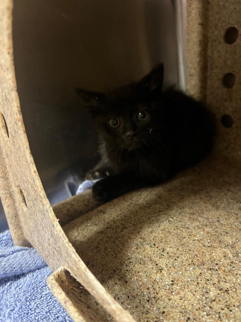 AJ, Adoptable, Kitten Male Domestic Short Hair.