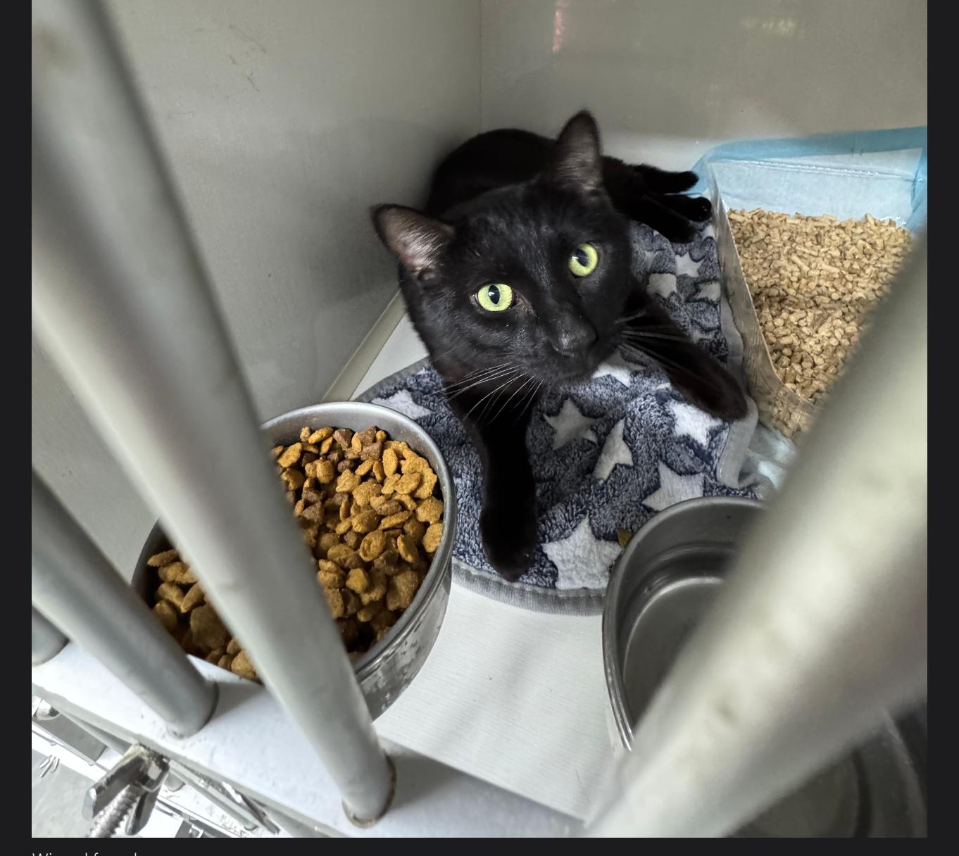 Jett, ADOPTABLE, Adult Male Domestic Short Hair.