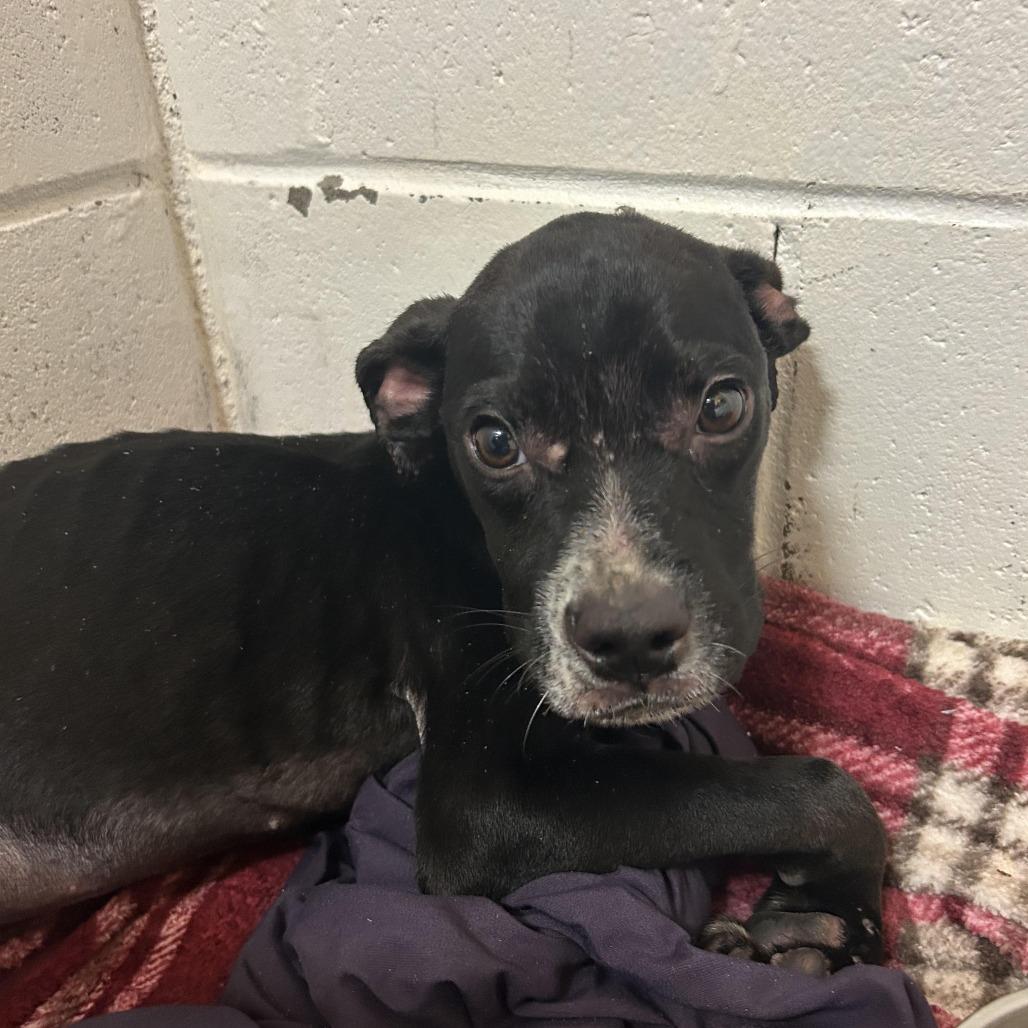Enlarge Mike Wazowski, a Adoptable mixed breed in Enterprise, AL image 1/1