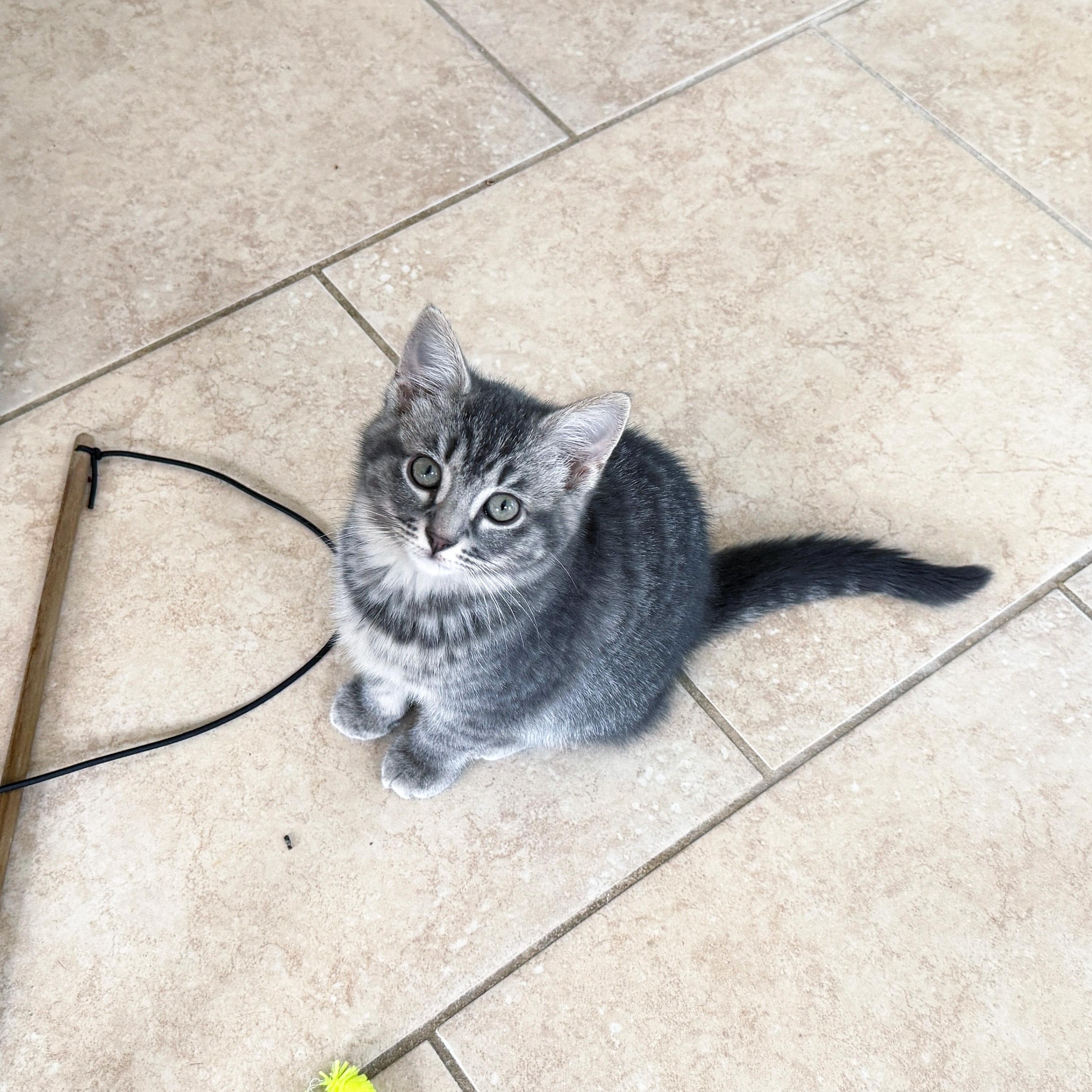 Enlarge Vieux Carré, an adopted Domestic Short Hair in Apex, NC image 3/5