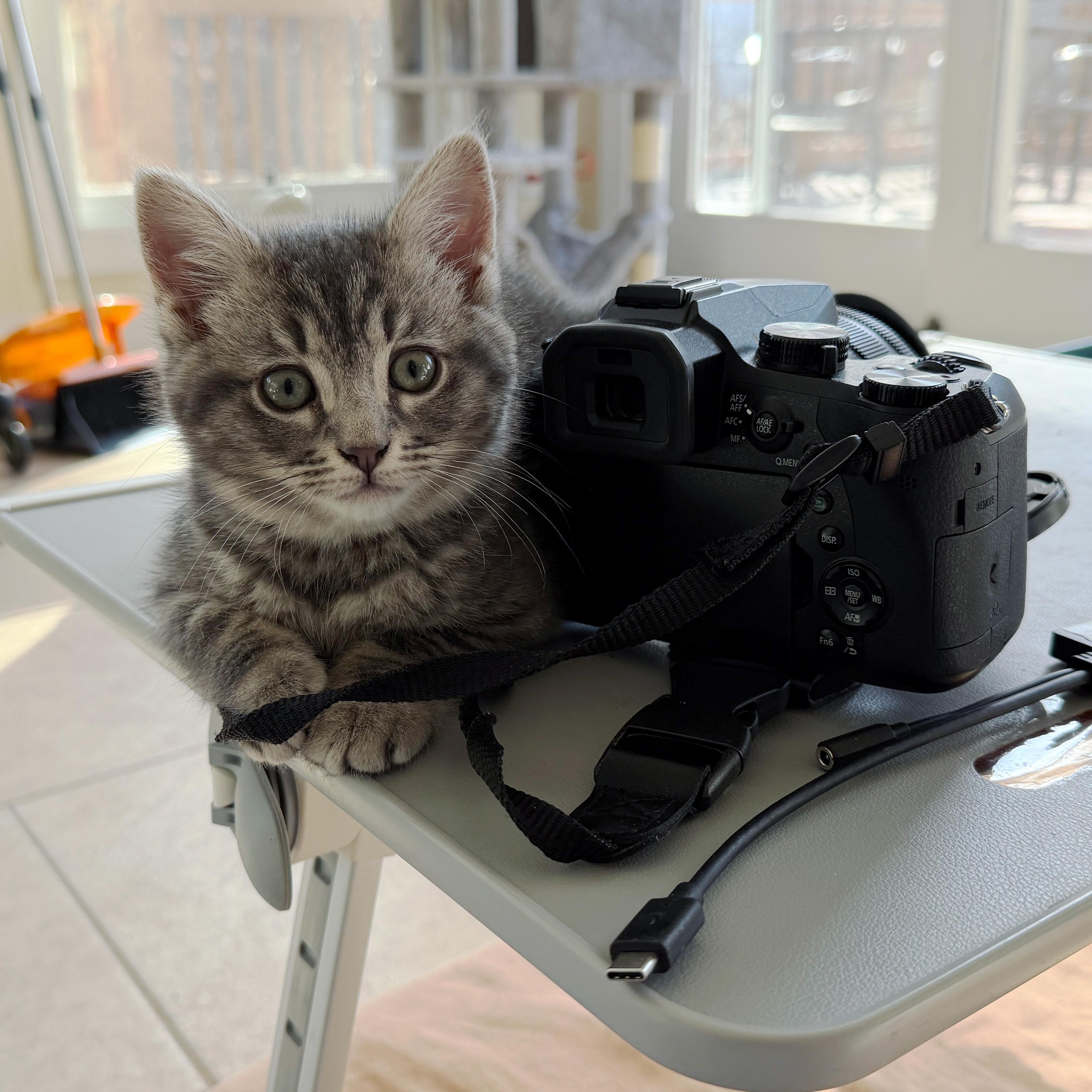 Vieux Carré, adopted, Kitten Female Domestic Short Hair.