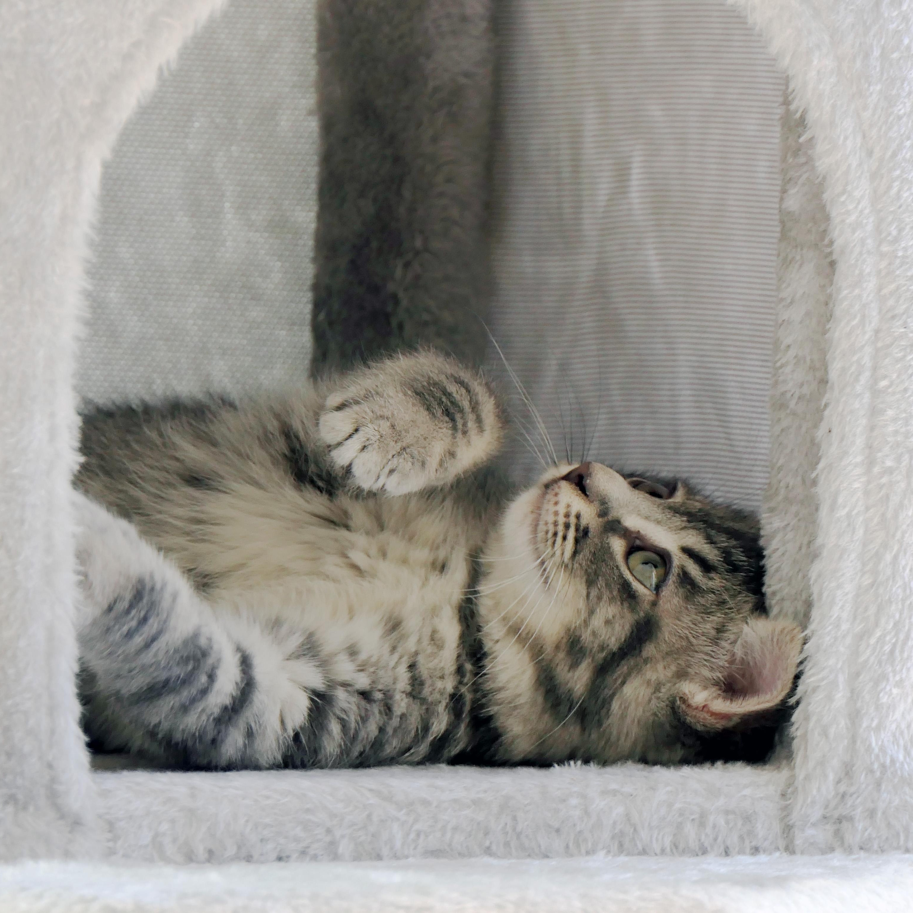 Enlarge Vieux Carré, an adopted Domestic Short Hair in Apex, NC image 5/5