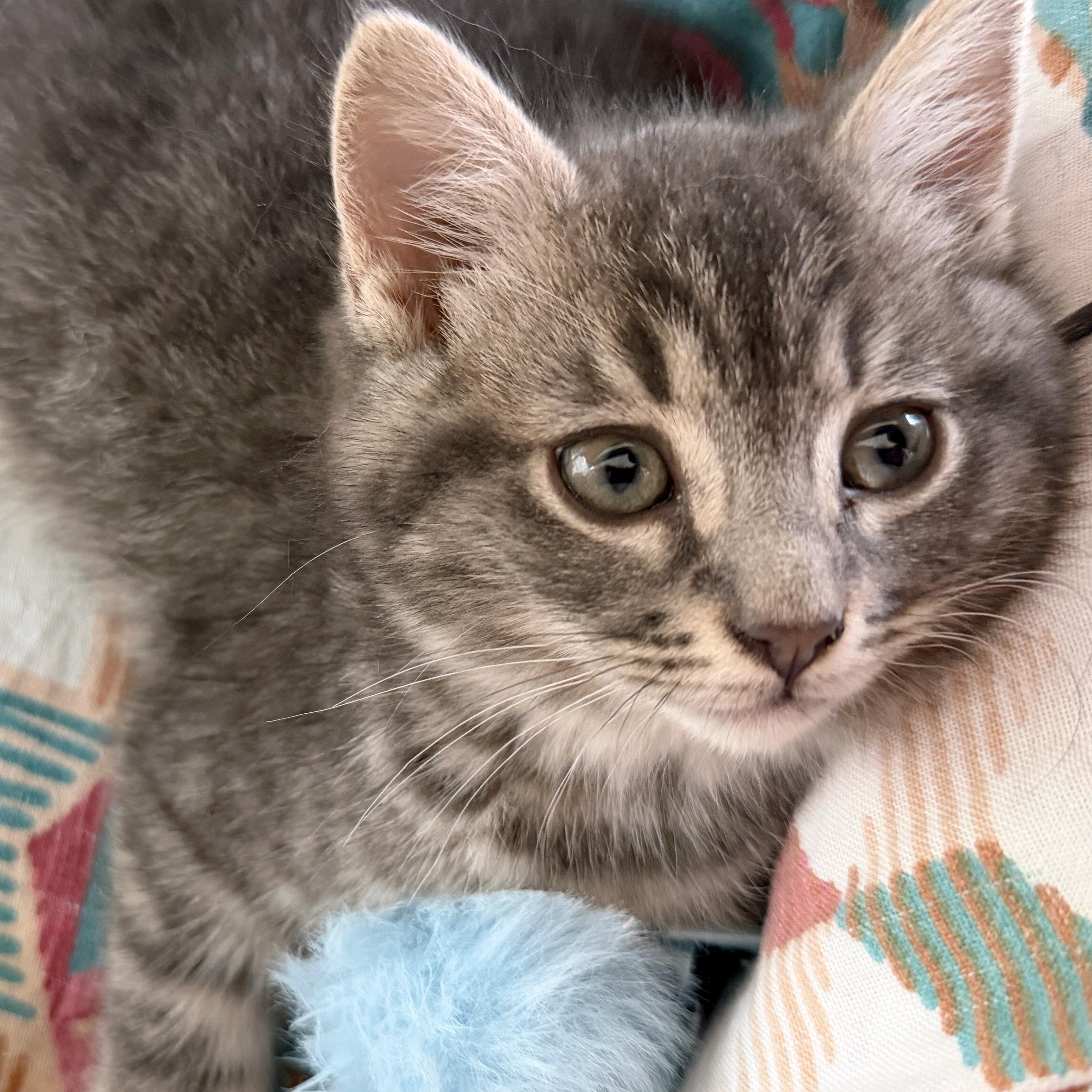 Enlarge Vieux Carré, an adopted Domestic Short Hair in Apex, NC image 2/5