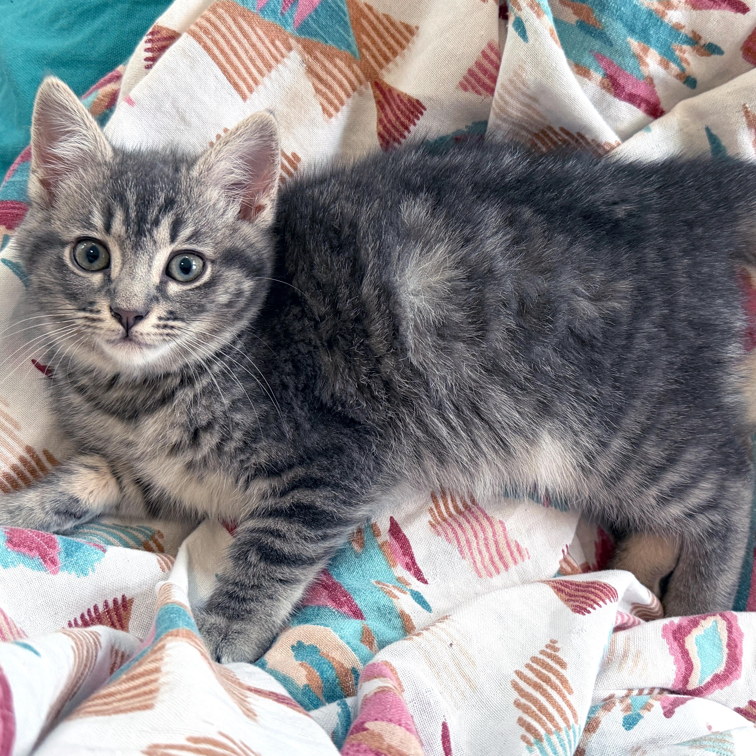 Enlarge Vieux Carré, an adopted Domestic Short Hair in Apex, NC image 4/5