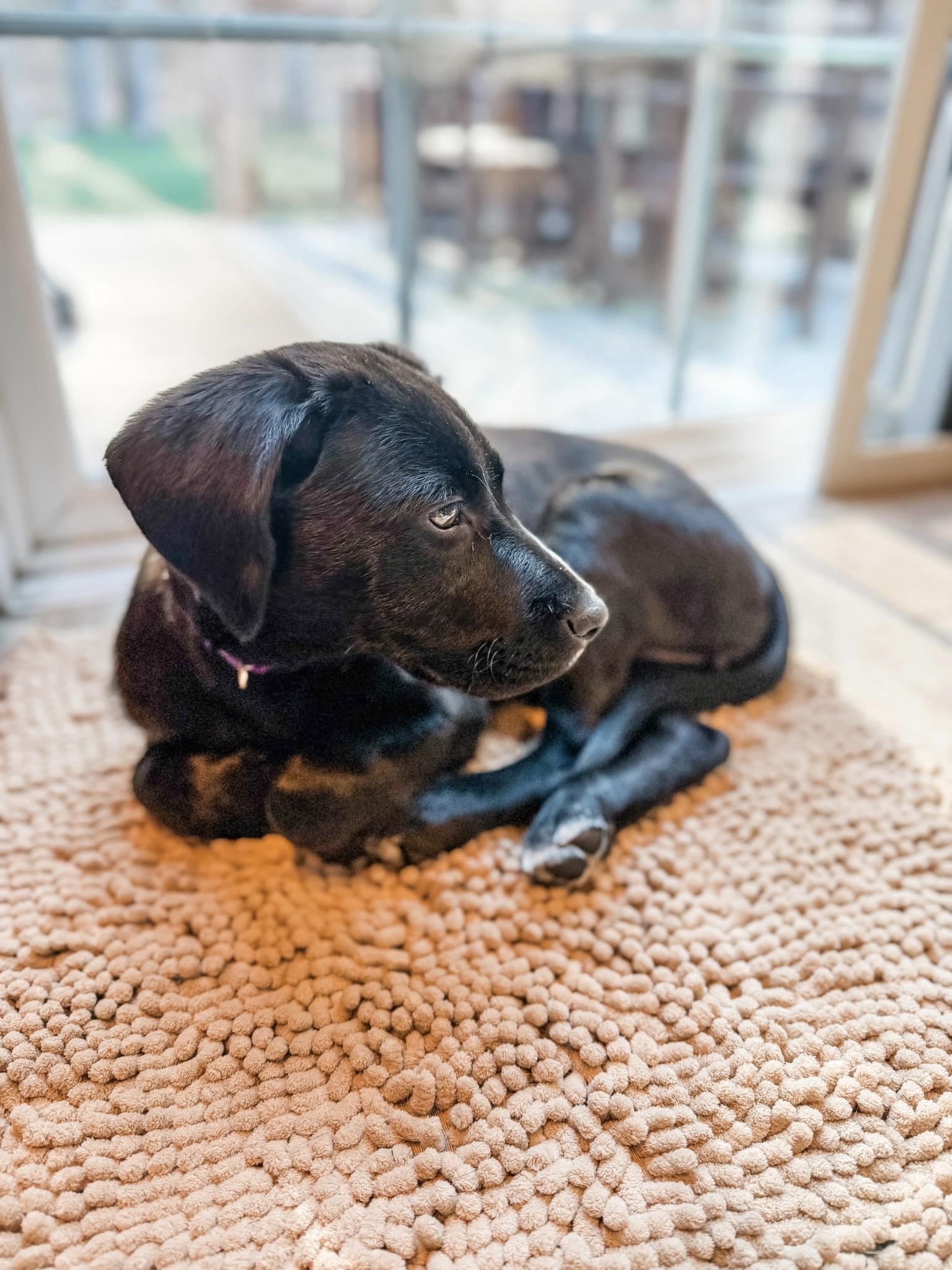 Enlarge Rue 1, an adopted Labrador Retriever in Manchester, CT image 3/3