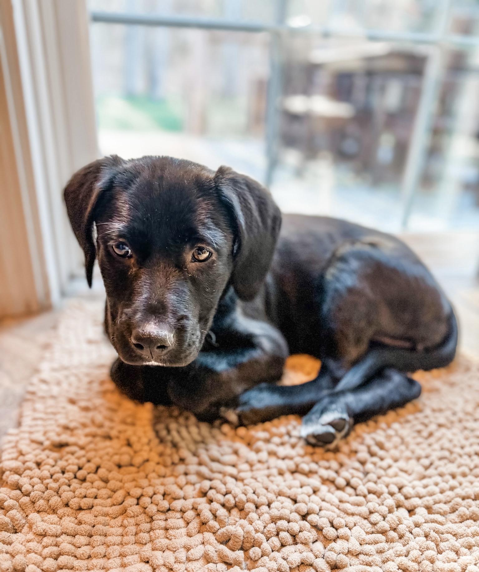 Rue 1, adopted, Puppy Female Labrador Retriever.