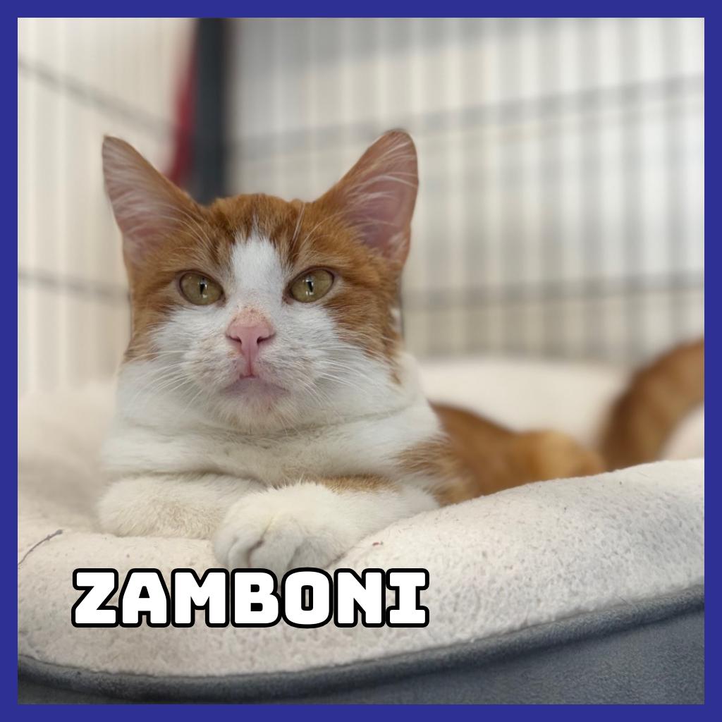Zamboni, ADOPTABLE, Young Male Domestic Short Hair.