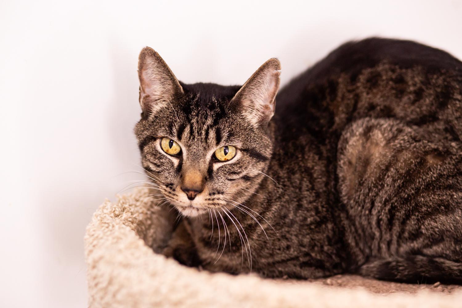 Enlarge Rory (with Renly), a Adoptable Domestic Short Hair in Marana, AZ image 1/3
