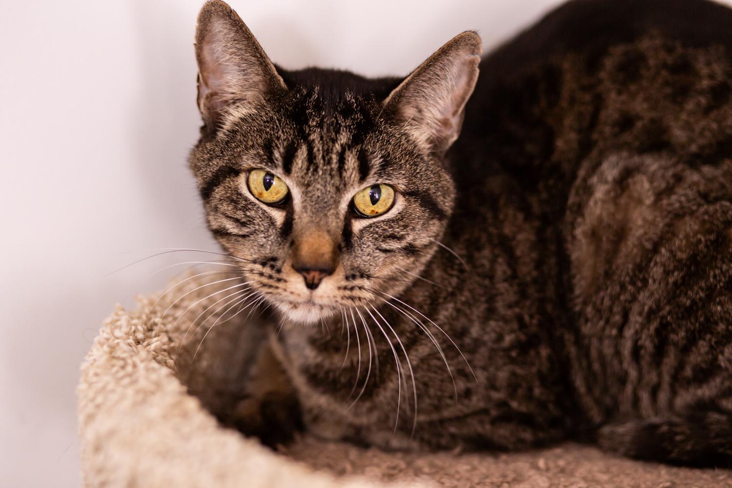 Enlarge Rory (with Renly), a Adoptable Domestic Short Hair in Marana, AZ image 3/3