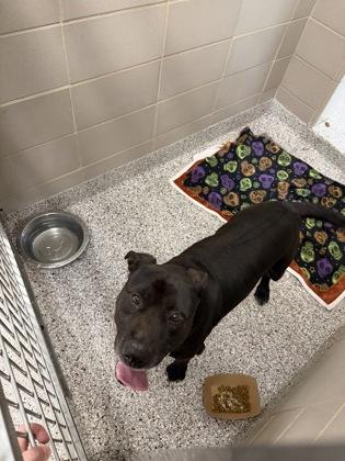 Enlarge Tiny, a Adoptable mixed breed in Gastonia, NC image 1/2